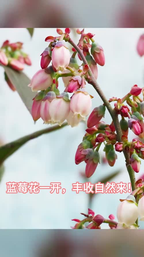 蓝莓花一开，丰收自然来！ 家里种蓝莓的朋友看过来，这就是大名鼎鼎的“蓝美1号”开