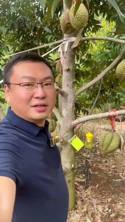 你们猜国产榴莲第一年结果能卖多少钱？#海南榴莲 #海南榴莲价格 #国产榴莲要来了