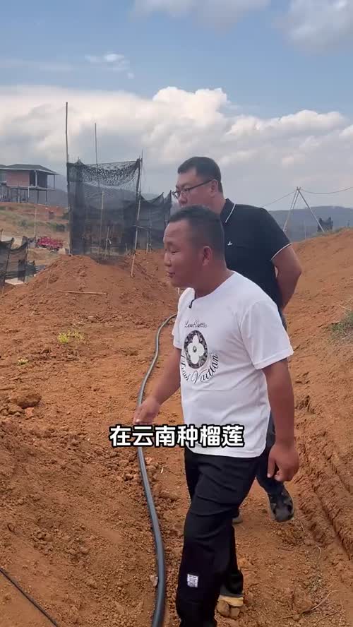 小何团队竟敢在寒害来前种下榴莲苗，这波操作也太勇了！此次寒害来袭，云南不少榴莲基