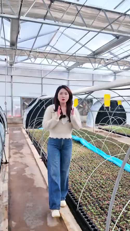 大家买苗一定要趁早喔！#苹果苗木#种植基地#居立农业#庆阳苹果#农业技术