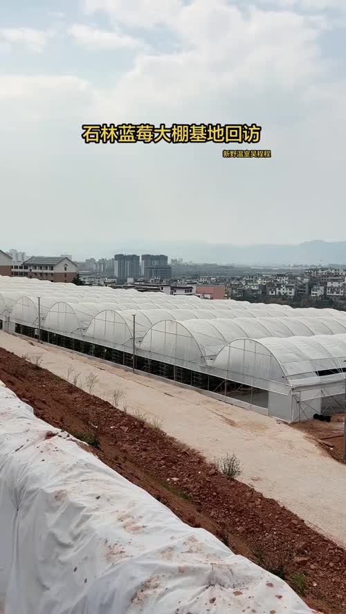 蓝莓避雨棚基地回访#新野温室吴程程 #蓝莓大棚 #温室大棚安装设计