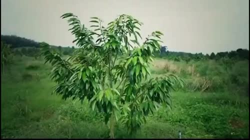 从种植到采摘-分选-打包-装箱-运输，好榴莲是如何诞生的？#创业兄弟团#景同学#