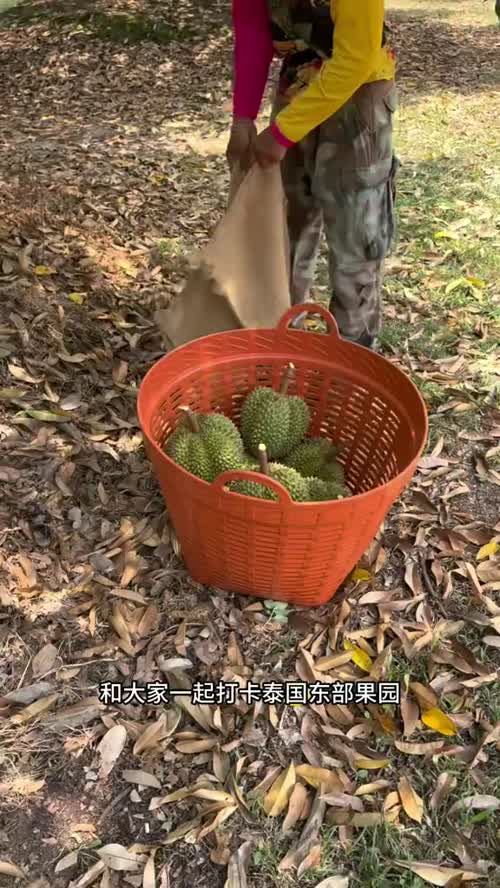 泰国东部榴莲园，2026首次打卡#奋斗的水果人 #水果行业 #泰国榴莲