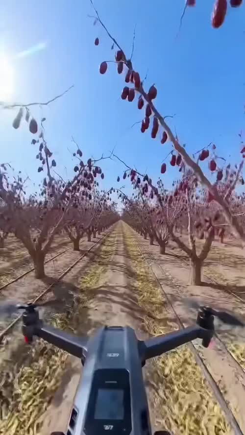 新疆沙漠红枣，新疆和田的大枣个大肉厚，零食吃特别软糯，新疆红枣选什么品牌？就选北