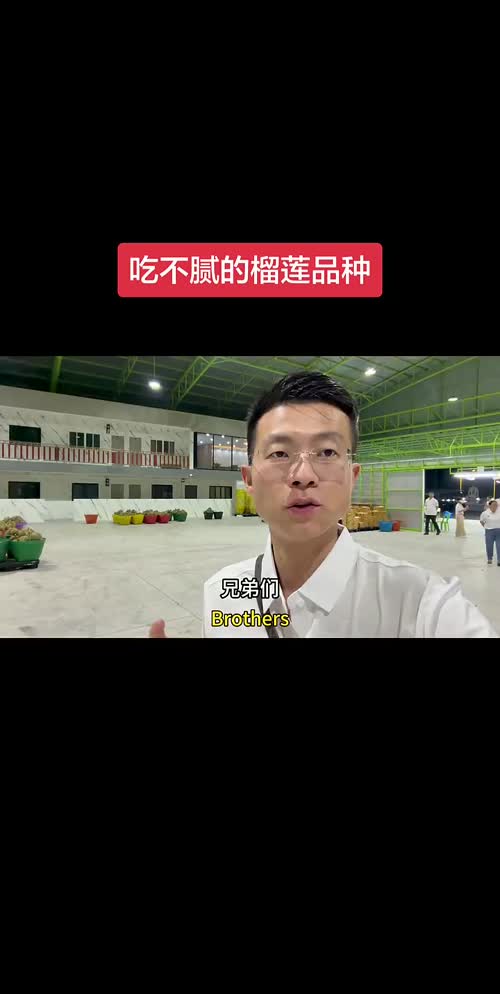 榴莲品种之-软金月 是真好吃 #榴莲 你们喜欢吃什么品种