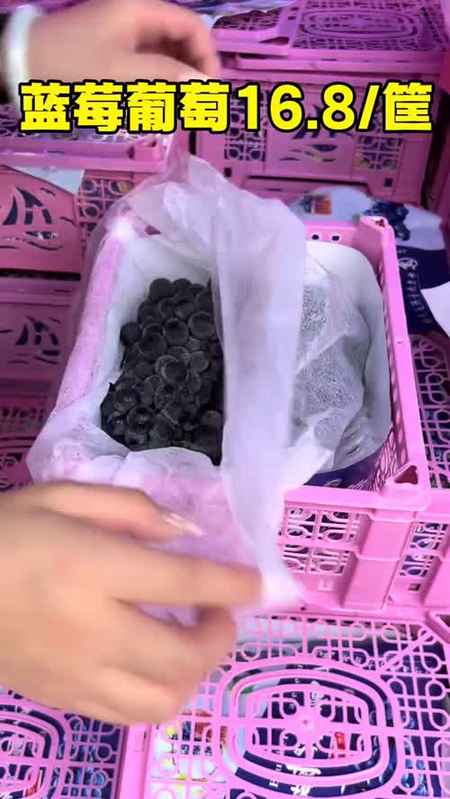 又香又甜的蓝莓葡萄 16.8一筐，份量足口感好#超奇鲜果#葡萄 #葡萄熟了 #蓝