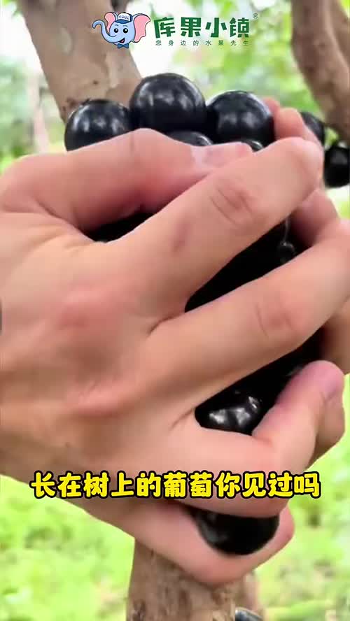 #嘉宝果
✨树上“黑珍珠”·嘉宝果✨
黑亮诱人，汁水爆棚💦
果肉细腻，一口一个超