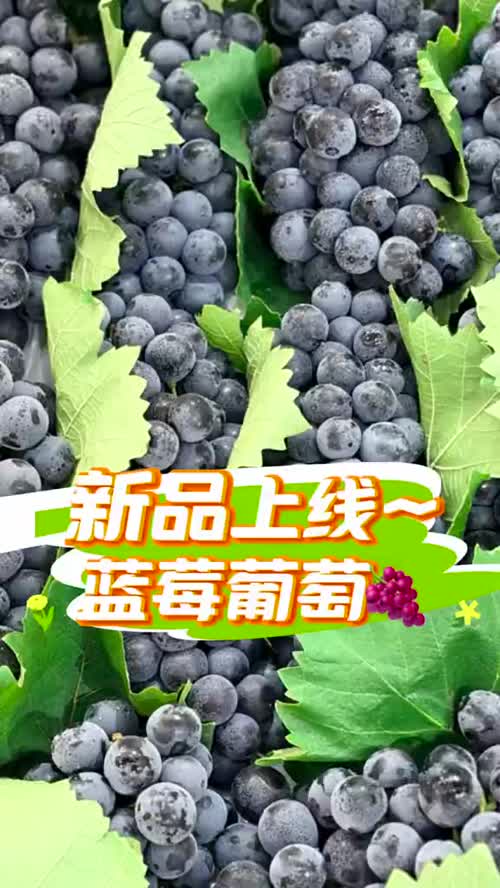 新品上新｜蓝莓葡萄🍇
果粉足 果肉紧实 酸甜可口🤤
现实期果皮还会略带涩口 
建