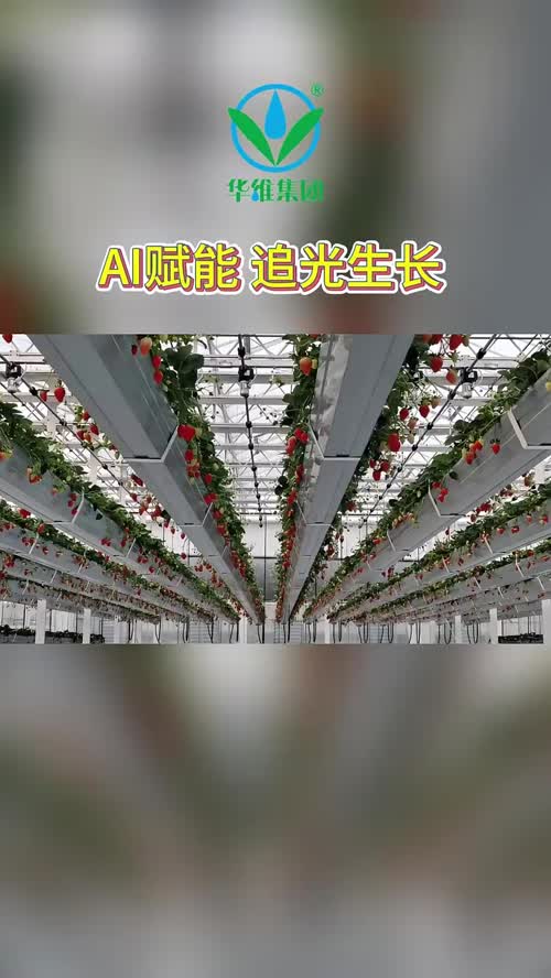 AI赋能，追光生长！华维可控农业，让设施适配作物，让数字赋能设施，让草莓一生向阳
