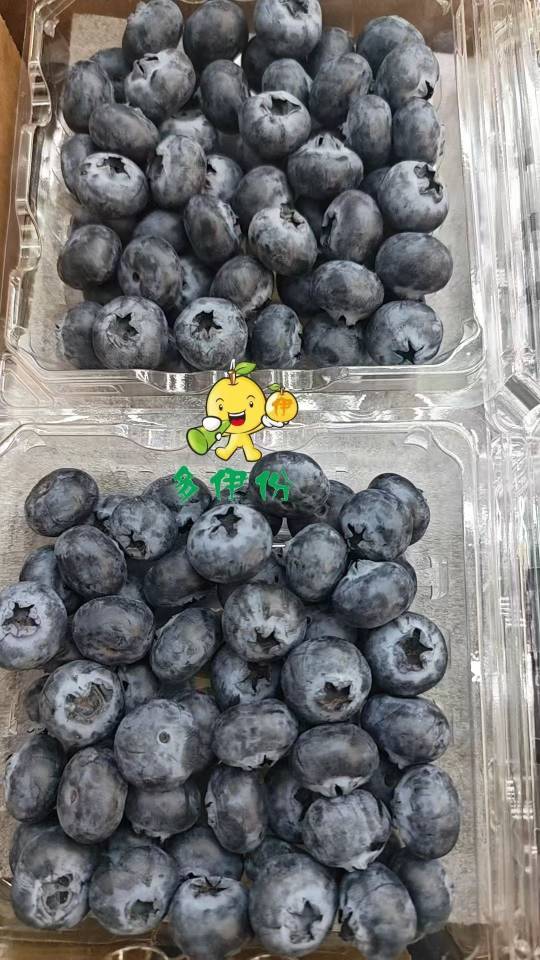 劲爆价[勾引][勾引][勾引]
🫐云南蓝莓
自带花香味[烟花][烟花][烟花][