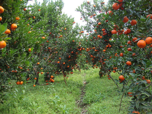 🍊【福州福桔·今日行情速递】💰 最新价格：

采摘价：约6元/斤
市场零售价（福