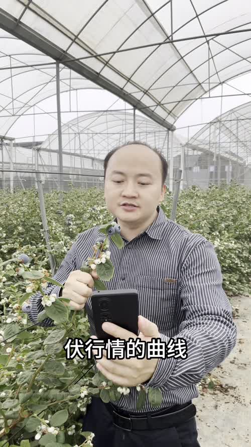 种蓝莓一地肝胆，卖蓝莓何惧艰险，我真的还想再卖500板！全国的朋友们，我们公司在