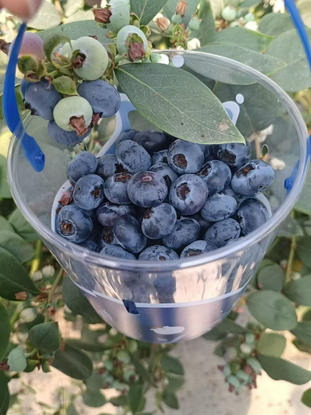 种蓝莓一地肝胆，卖蓝莓不惧艰险，找我订货首要的是考虑如何让你赚到钱！全国1000