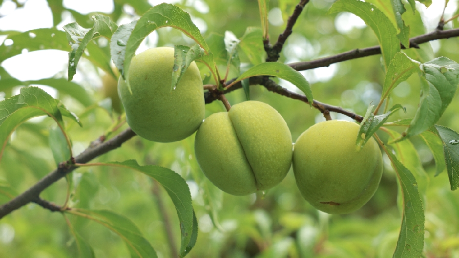 贵州“清水湾”蜂糖李基地