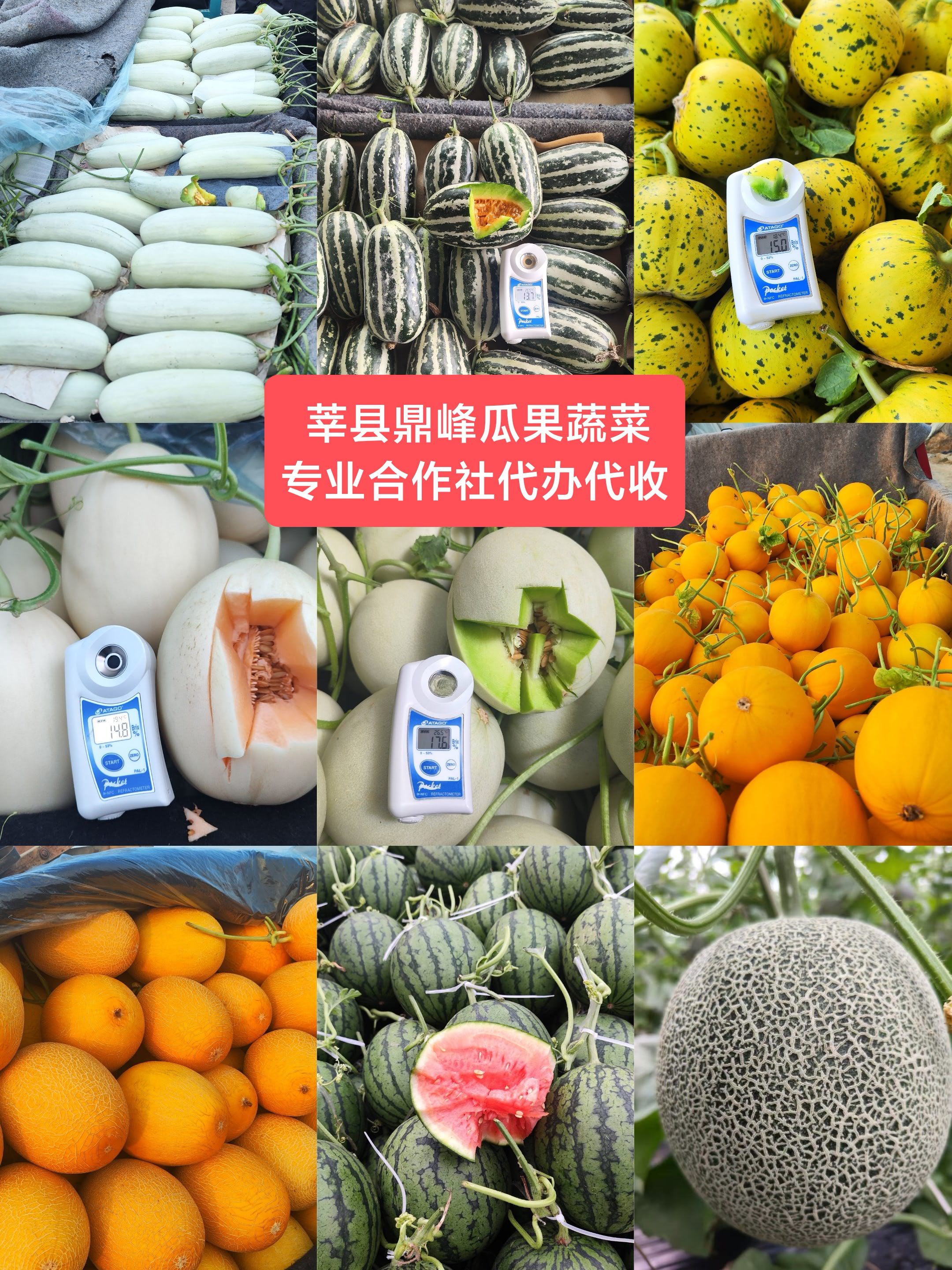 山东聊城莘县甜瓜香瓜产区现货渐多
品种齐全 货量大 包装全 物流达
鼎峰果蔬合作