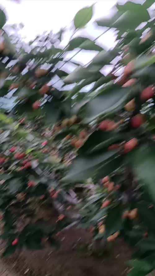 不是每颗樱桃都叫大连樱桃，来自北纬39度的甜