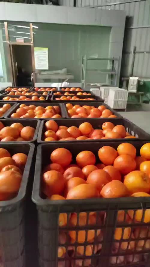 奉节脐橙继续大量供应！
你要的规格都有