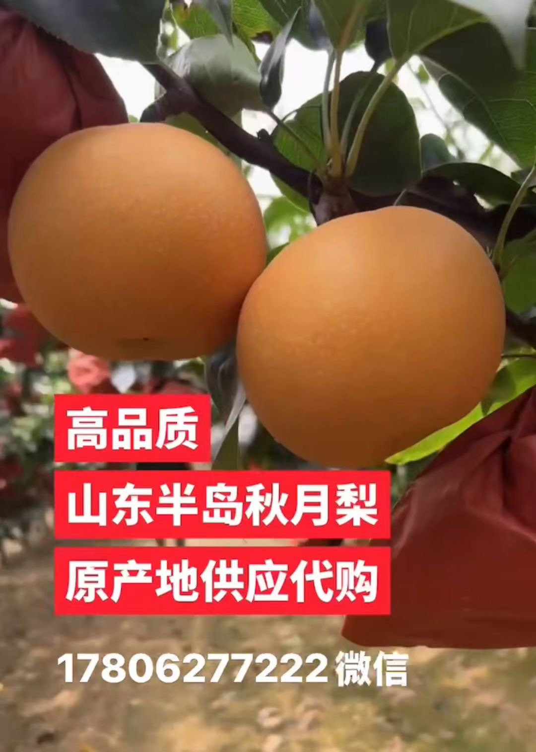 山东胶东半岛（平度核心产区）秋月梨大量上市 原产地供应链 代办微信