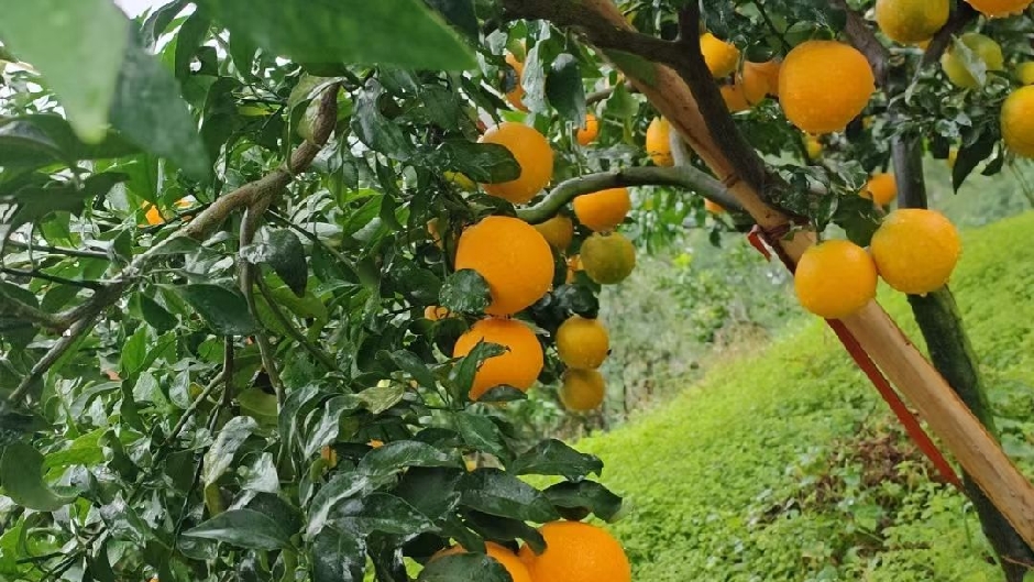 四川灵欣果业有限公司