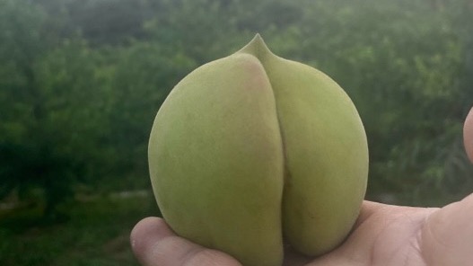 朱家园鹰嘴蜜桃基地