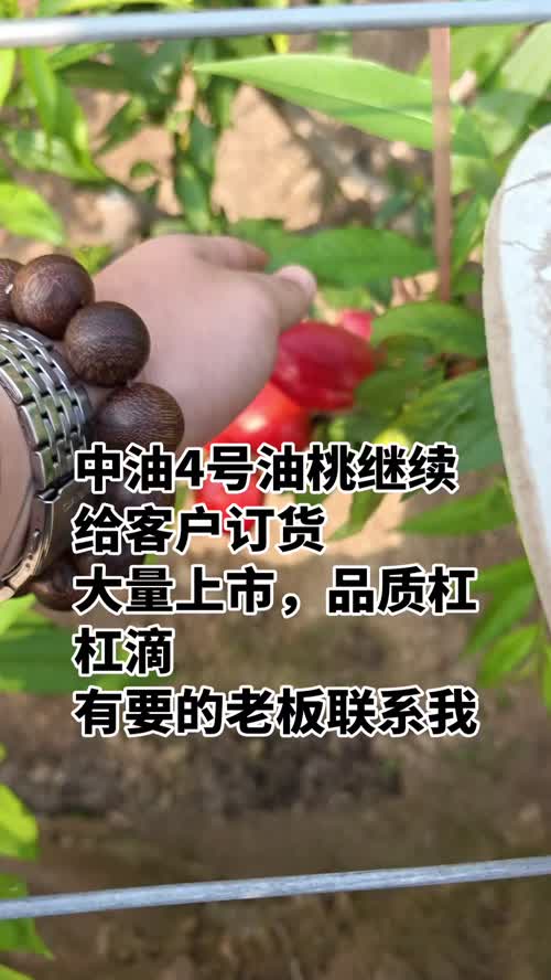 中油号油桃继续给客户订货
​大量上市，品质杠杠滴
​有要的老板联系我
​合作热线