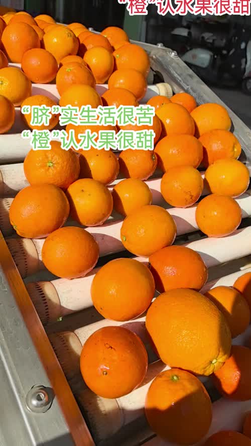 今年赣南脐橙行情跌到谷底！85%果农已顺价销售，剩下15%要么是舍不得卖的“钉子