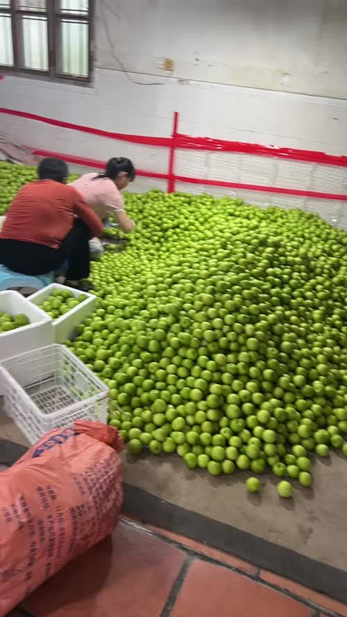 贵妃蜜枣
小苹果枣🍏不一样的外观！口感很清爽，味道是清甜的，比一般青枣好吃N倍，