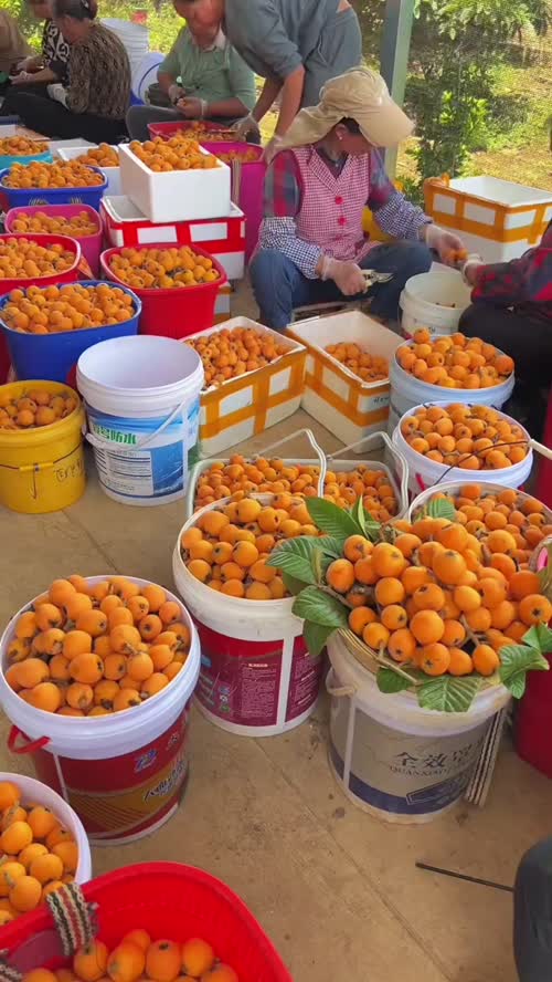 丽水白沙枇杷：早熟上市，产地批发 10–15 元 / 斤，皮薄肉甜、品质上乘。