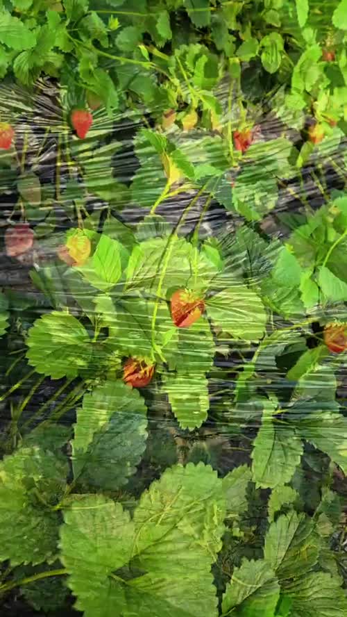 丹东九九草莓，果色鲜红饱满、奶香浓郁、脆甜多汁，是国家地理标志高品质草莓，耐储运