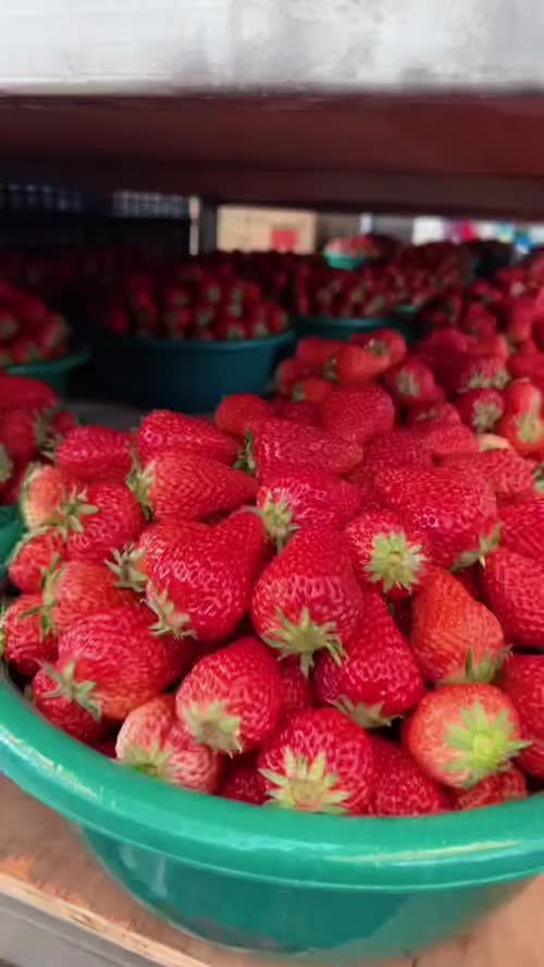 白鹤草莓现已进入季末收尾阶段，价格分级明显，红颜中果 5-7 元 / 斤，大果 