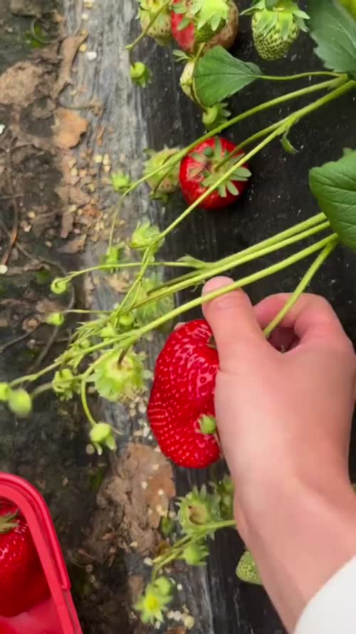 🍓 会泽草莓产地今日行情报价
通货：5-8 元 / 斤
精品：9-12 元 / 