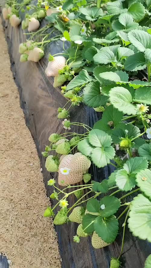 建德草莓
通货：10-13 元 / 斤
精品红颊草莓：16-20 元 / 斤
批