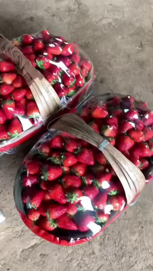 🍓 长安草莓产地今日行情报价
通货：6-9 元 / 斤
精品：10-13 元 /