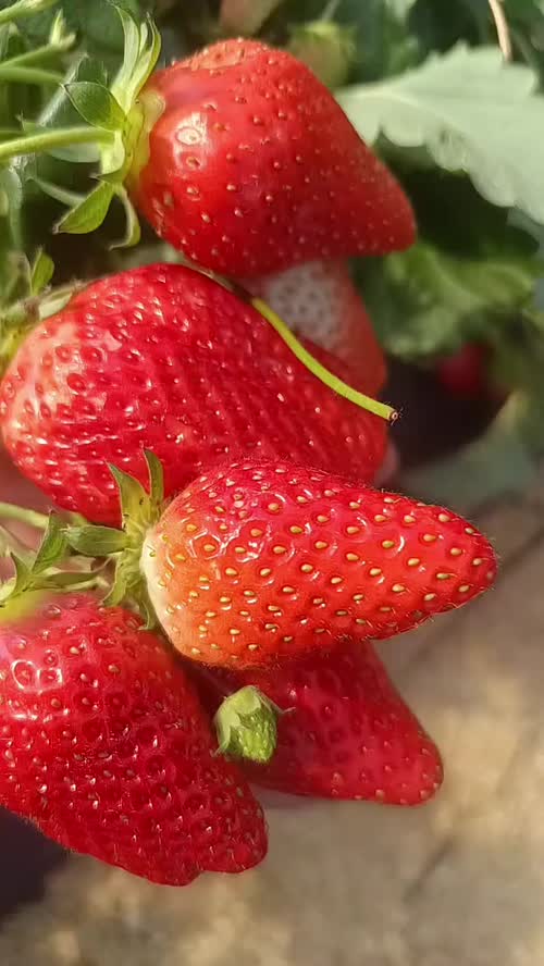 威海乳山草莓
通货：8-10 元 / 斤
精品甜宝草莓：12-15 元 / 斤
