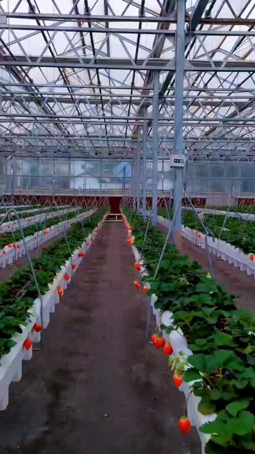 🍓 巧家草莓产地今日行情报价
通货：3-6 元 / 斤
精品：7-10 元 / 