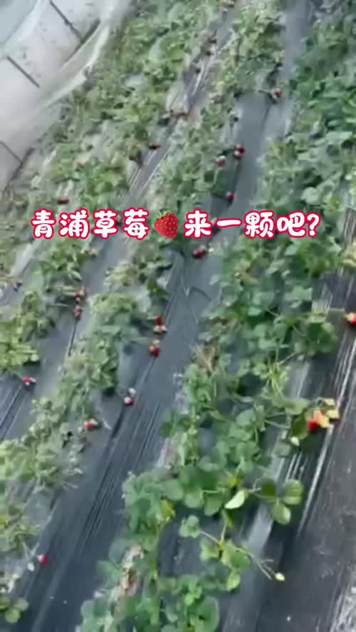 青浦草莓
通货：12-15 元 / 斤
精品红颜草莓：18-22 元 / 斤
批