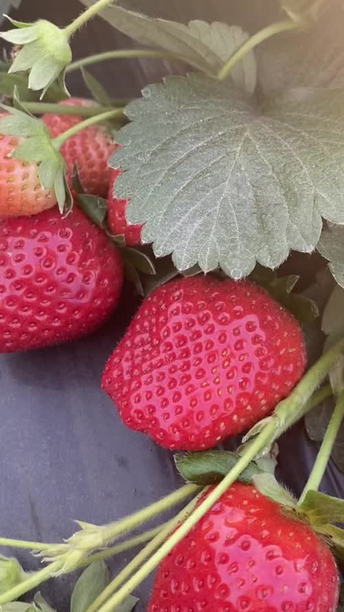 🍓 仁和草莓产地今日行情报价
通货：4-7 元 / 斤
精品：8-11 元 / 