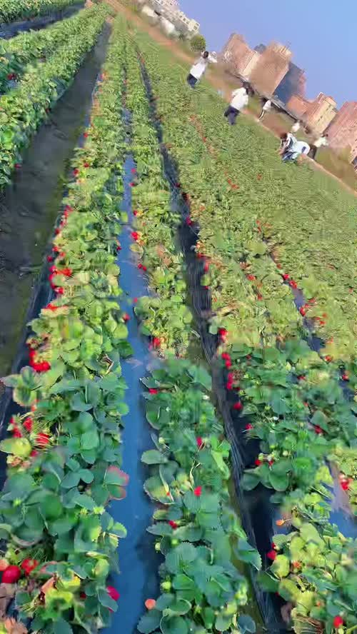 🍓 双流草莓产地今日行情报价
通货：5-8 元 / 斤
精品：9-12 元 / 