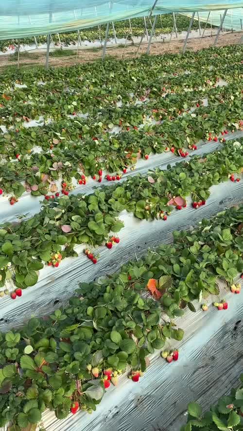 🍓 花溪草莓产地今日行情报价
通货：6-9 元 / 斤
精品：10-13 元 /