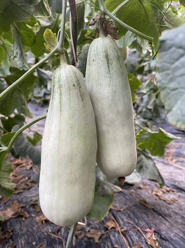 本人常年代收代发各种甜瓜哈密瓜，本地有羊角蜜，博洋61，博洋九号，玉姑，蜜露，晓