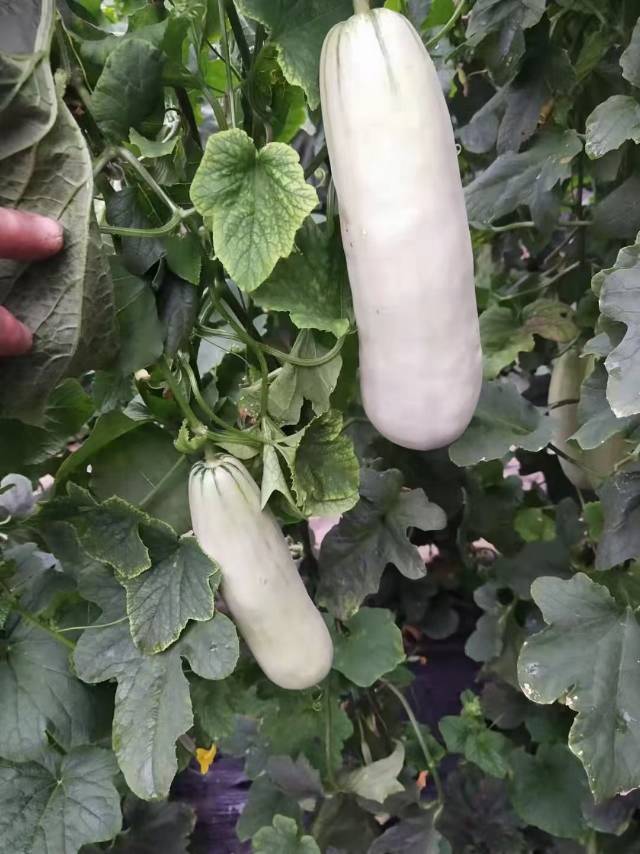 本人常年代收代发各种甜瓜哈密瓜，本地有羊角蜜，博洋61，博洋九号，玉姑，蜜露，晓