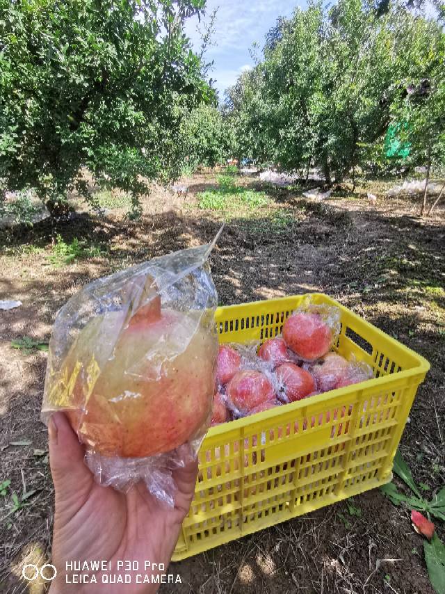 大家好，我是睢宁宁，来自陕西省西安市临潼区，
我来水果名片了，期待认识更多水果行
