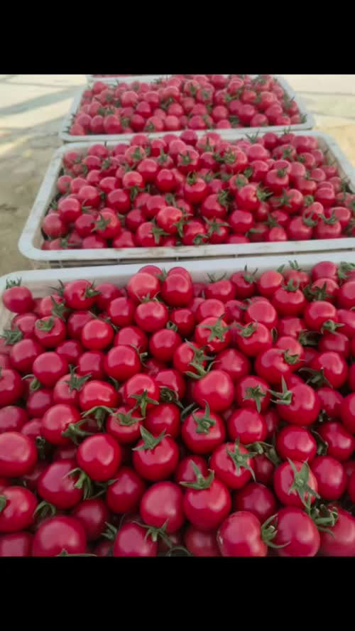 山东莘县燕店甜瓜各种甜瓜，上市中，口感好，糖度高，价钱便宜，需要的老板可以联系我