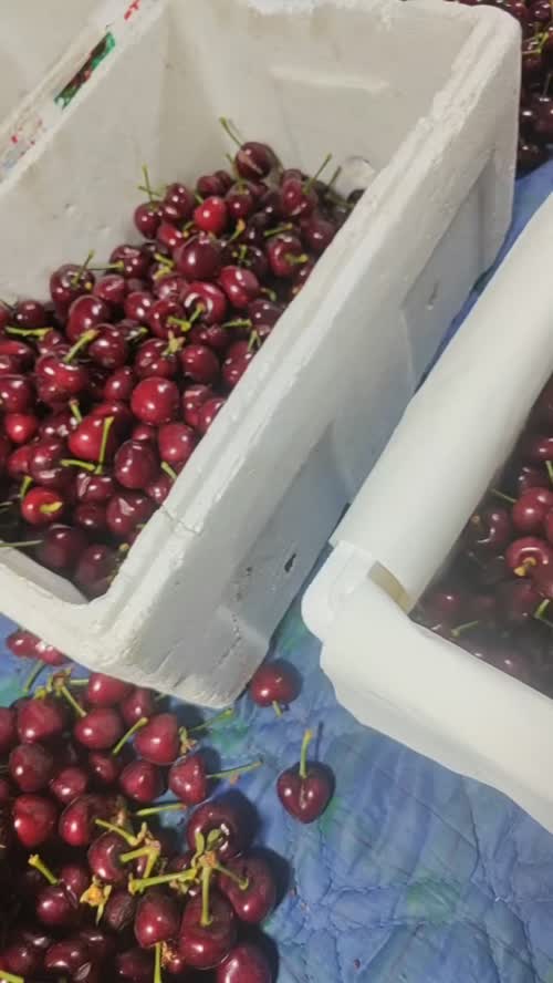 彰武县凯丰大樱桃示范园有限公司拥有个樱桃暖棚 现在大批量樱桃已经上市 在到处都是
