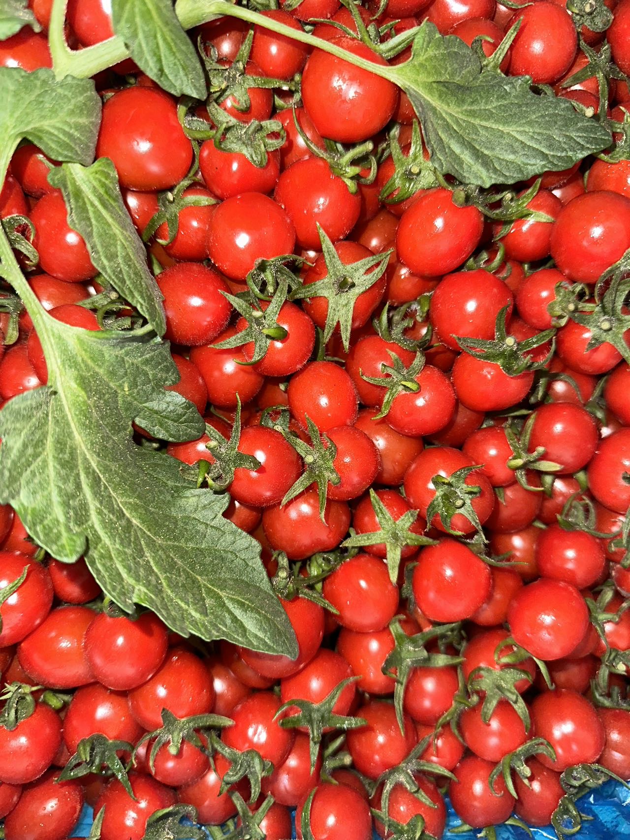 2026年3月30号莘县圣女果产地行情
釜山88玲珑通2.5—3.5优3.5–4