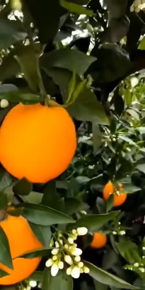 【供货水果】秭归脐橙世界理想之橙，我自己家的果园一年四季各种品种齐全，得天独厚的