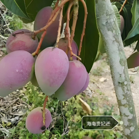 东方芒果产区