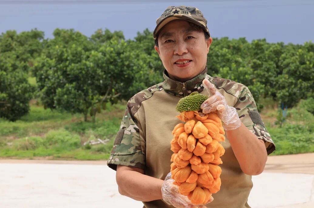 眼下，定安县富文镇高塘村张旭榴莲蜜种植基地的榴莲蜜又要上市了。“一口咬下去，可以