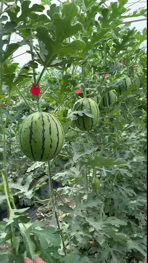 牛逼货，价格美丽.货源充足