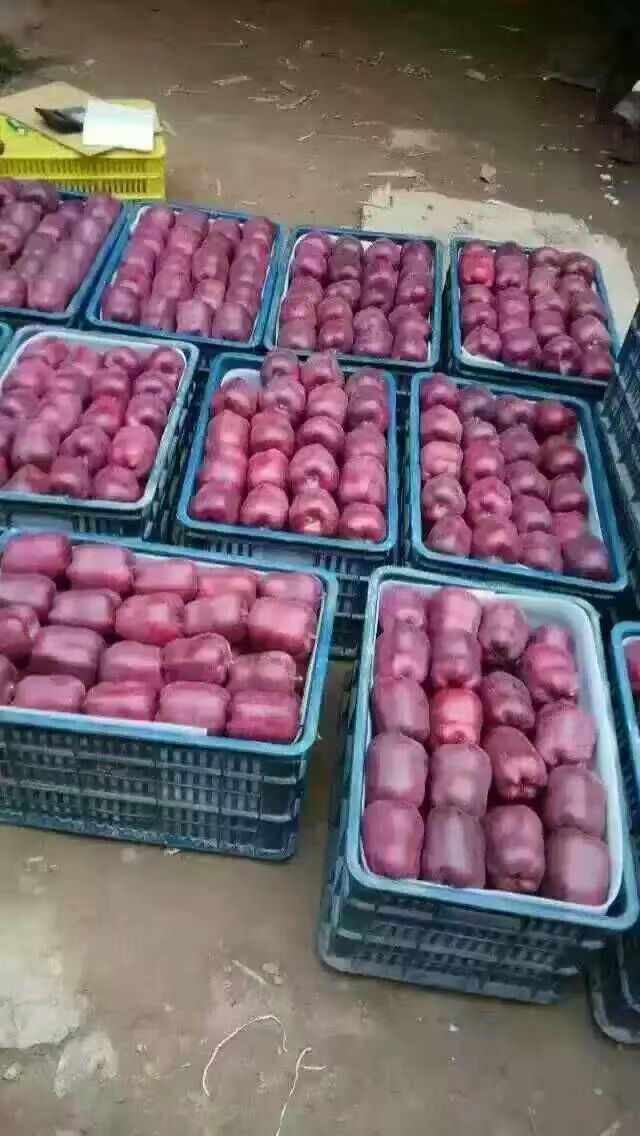 🍎甘肃天水花牛苹果上市！高山种植，昼夜温差大，刚摘脆甜多汁，放几天粉面沙糯，一果